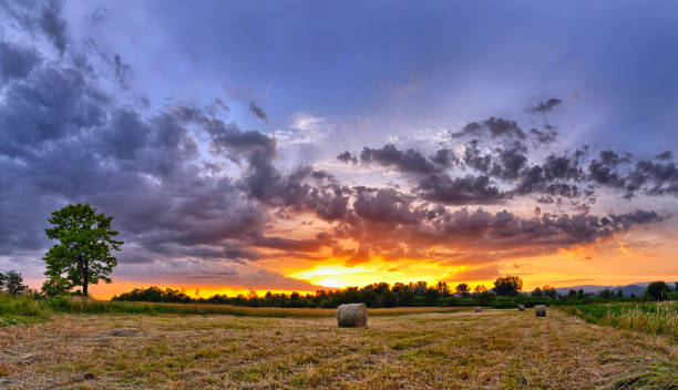 balle de foin au coucher du soleil. rayons solaires remplissant le ciel. - romanian hay photos et images de collection