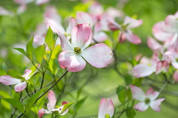 istock Pink dogwood flowers 1147960114