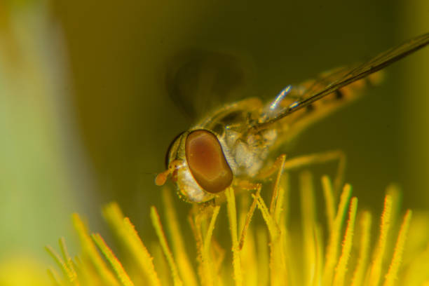 꿀벌 매크로 샷 - pollen magnification high scale magnification yellow 뉴스 사진 이미지