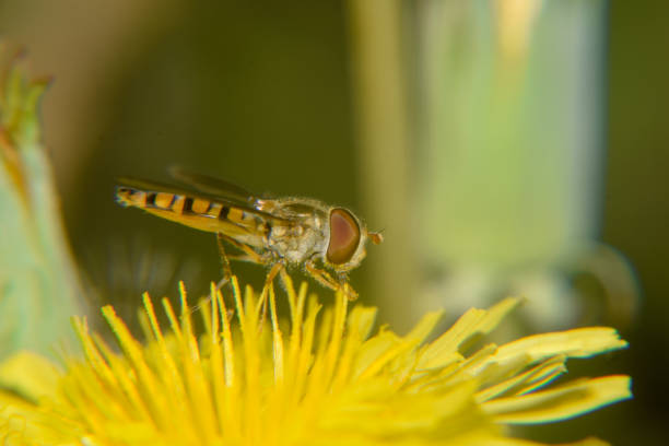 abeja macro shot - pollen magnification high scale magnification yellow fotografías e imágenes de stock