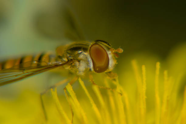 abeja macro shot - pollen magnification high scale magnification yellow fotografías e imágenes de stock