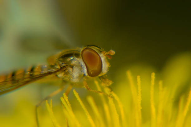 bee macro shot - pollen magnification high scale magnification yellow imagens e fotografias de stock