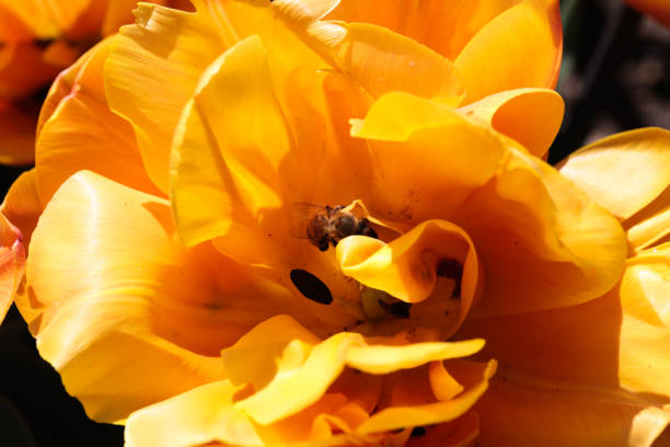 beautiful  tulip close up view nature background - Image