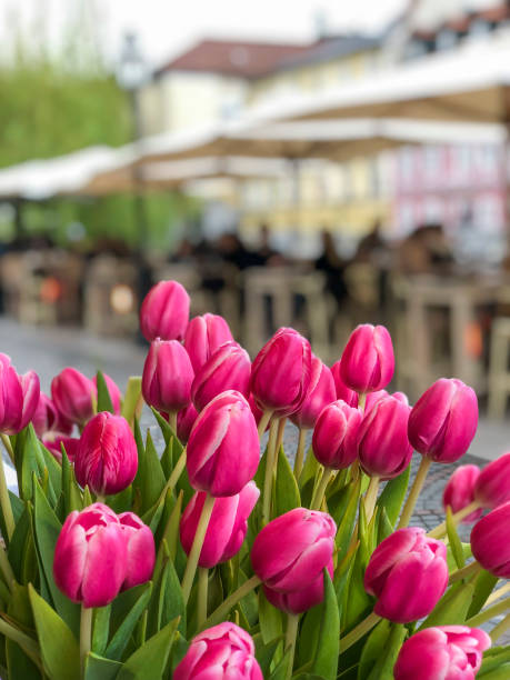 Tulip flowers in Amsterdam, Netherlands