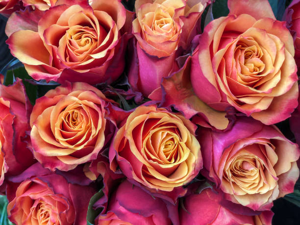 istock floral background with colorful roses 1147962140
