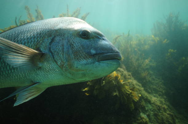 istock Large Australasian snapper detail 1147962328