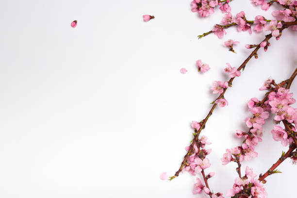 istock Peach blossom on pastel white background. Fruit flowers. - Image 1147962395