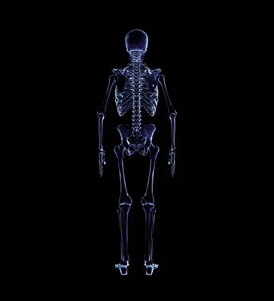 Photo of Human Anatomy Skeleton 3D Rendering