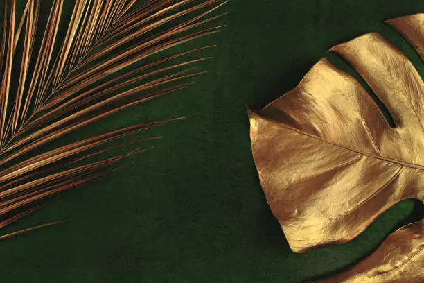 Photo of golden palm and monstera leaves on abstract dark green textured background