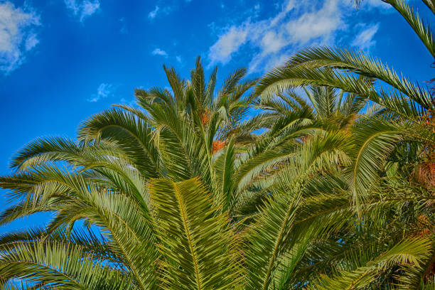 istock Beautiful tropical palm trees against the blue sky. 1147962983