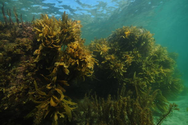 istock Large rocks with seaweeds in shallow water 1147963023