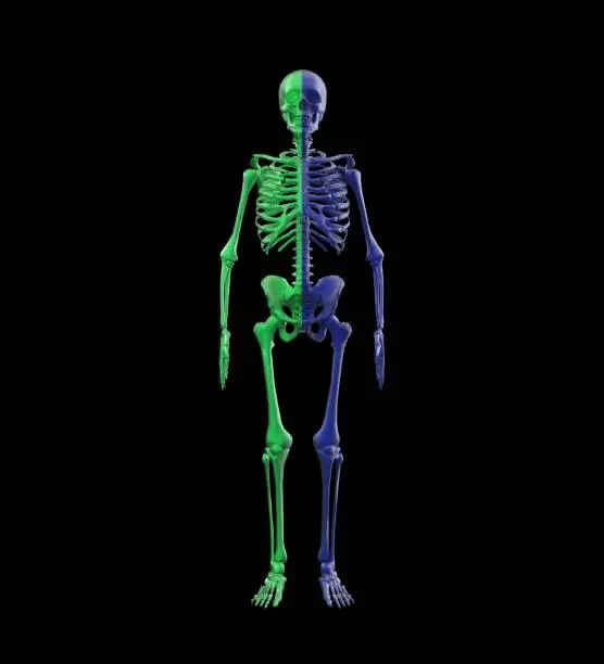 Photo of Human Anatomy Skeleton 3D Rendering