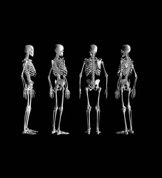 Photo of Human Anatomy Skeleton 3D Rendering