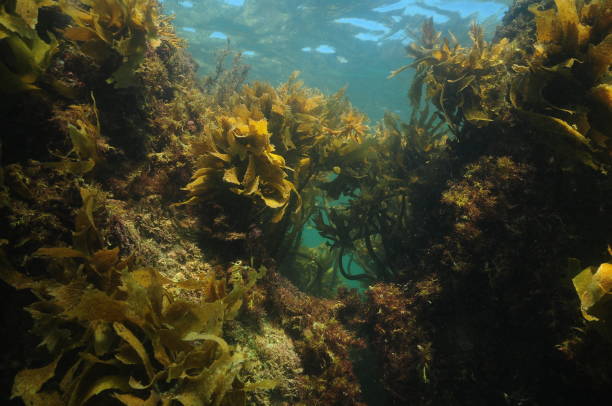 istock Rocky reef covered with seaweeds 1147963092
