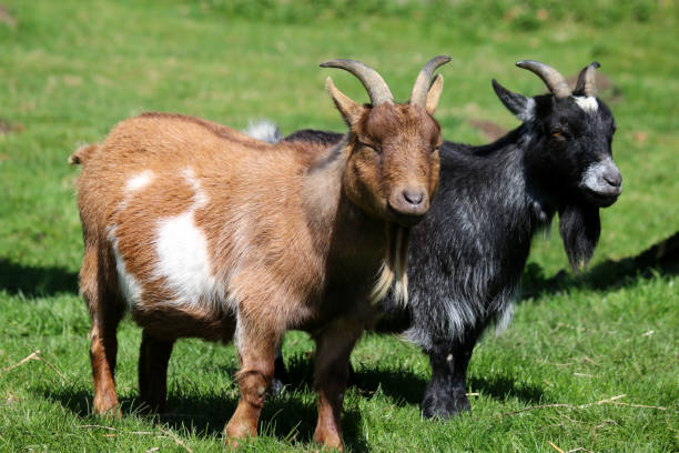 Stock photo of miniature pygmy goats standing outdoors in paddock field of green lawn grass, pygmy goat at farm / petting farmyard animals, eating grass at springtime on sunny day. imagen de dos lindas cabras pigmeo marrones y negras, blancas y grises que se encuentran al aire libre en el prado de campo verde en la granja, pequeñas cabras de niñera en miniatura con cuernos y barbas, animales de corral comiendo pasto bajo el sol en