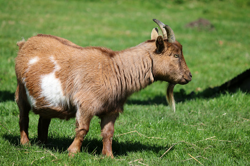 Stock photo of miniature pygmy goat standing outdoors in paddock field of green lawn grass, pygmy goat at farm / petting farmyard animals, eating grass at springtime on sunny day.
