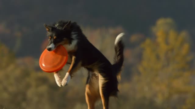 Dog Catching A Disk
