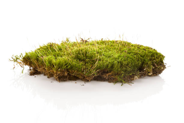 istock Green moss isolated on white bakground. 1147965510