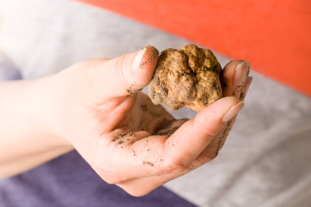 istock White truffle (tuber magnatum) in woman hand isolated on white. 1147965521