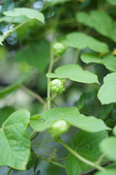 istock Stinking Passionflower or Passiflora foetida in forest 1147965564