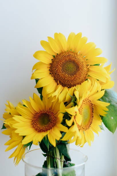istock beautiful yellow sunflowers on a light background 1 1147966571