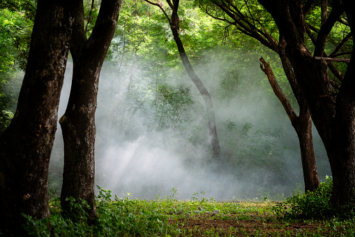 A beautiful foggy  forest ,Light in a tree forest