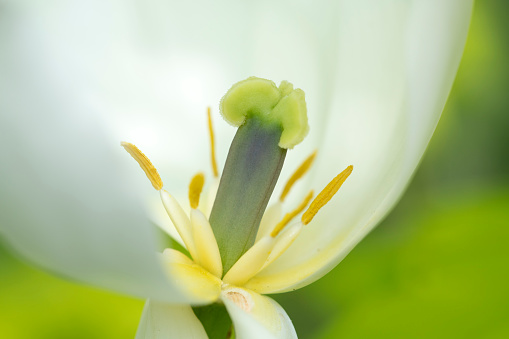 Flor de la Cala