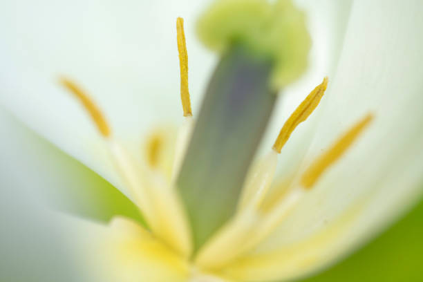 Stamen of tulip in macro