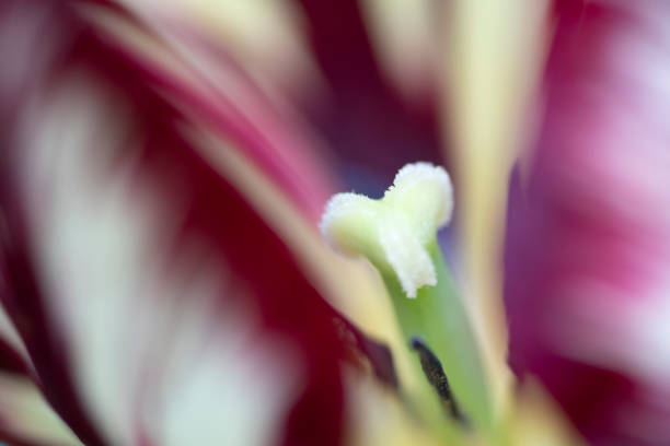 gladiolus macro