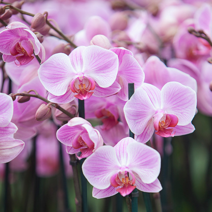 dutch greenhouse with mass cultivation of pink orchids in the netherlands
