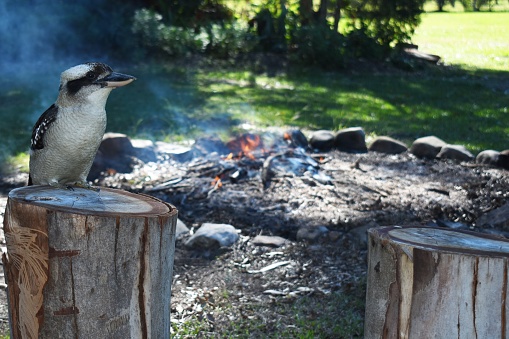 Kookaburra looking over a campfire closeup outdoors at a campsite