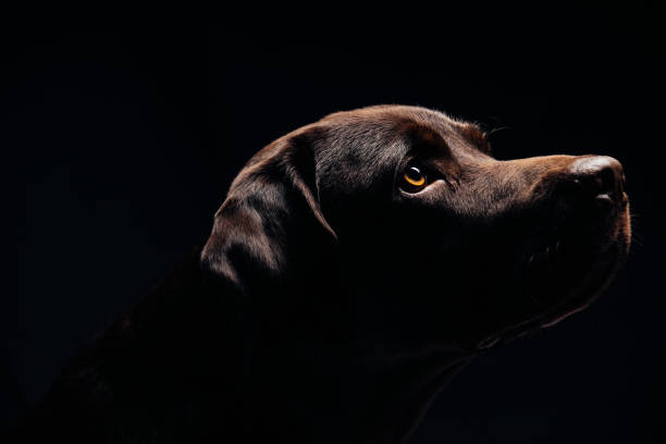 istock Black dog and black background 1147973529