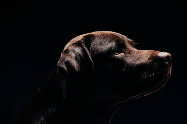 istock Profile of beautiful dog 1147973535