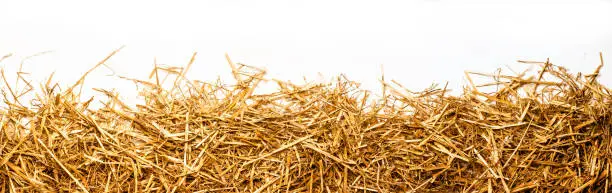 Photo of a bunch of straw as border, isolated with white background