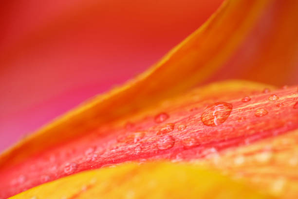 Petals of tulip