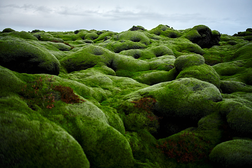 land with moss in Iceland, amazing nature background.