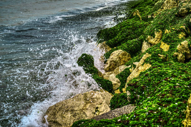 nature background shot, beach, waves and sea weed in summer day.