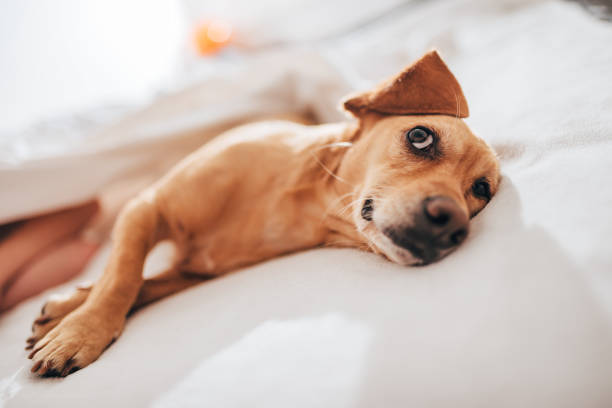 Dog lying in the bed and looking up stock photo