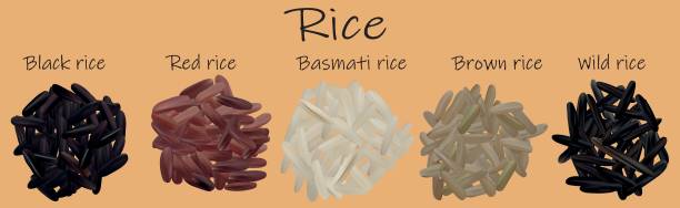 illustrations, cliparts, dessins animés et icônes de ensemble de riz. noir, rouge, basmati, brun, sauvage. illustration vectric 3d, plan rapproché de riz. - brown rice