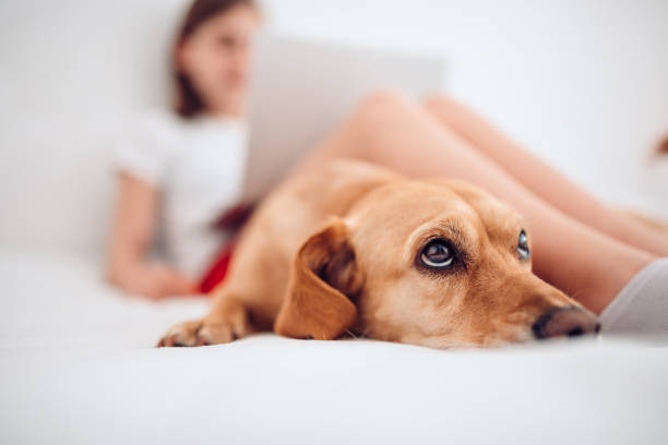 istock Dog lying on the bed and looking up 1147978135