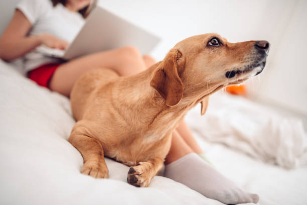 istock Dog lying on the bed and barking 1147978180