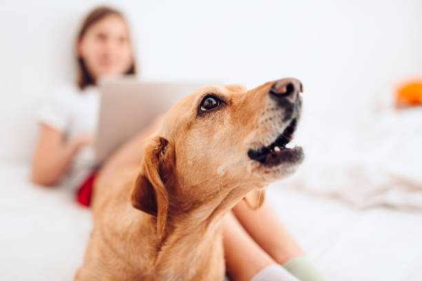 Dog lying on the bed and barking Small brown dog lying on the bed by the girl using laptop and barking barking animal photos stock pictures, royalty-free photos & images