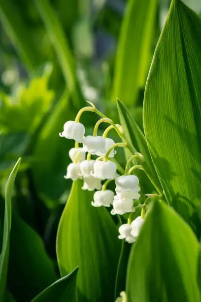 A close up of lily-of-the-valley blooming in the springtime.