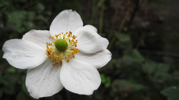 White Flower Close up of white anemone flower in late autumn anemoneae stock pictures, royalty-free photos & images