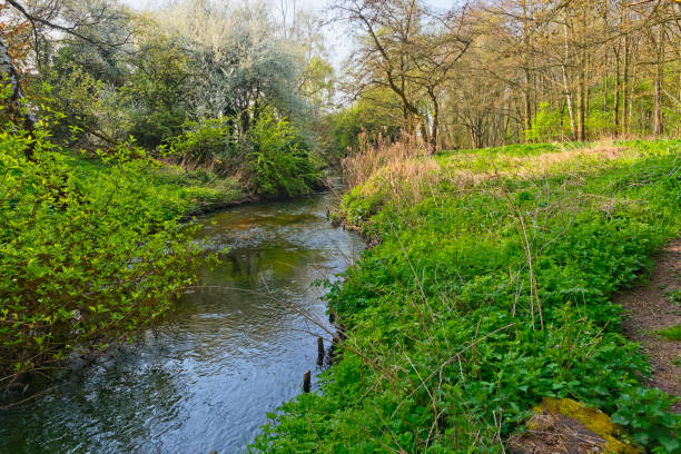 istock River Leen winds through woodland in spring 1147980180