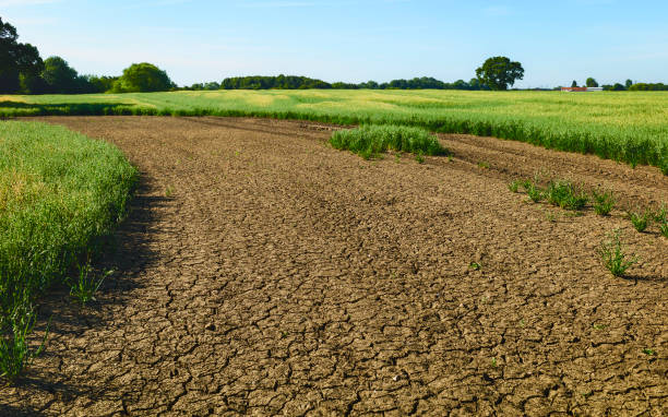 istock Oat field during arid spell in summer, Yorkshire, UK. 1147981042