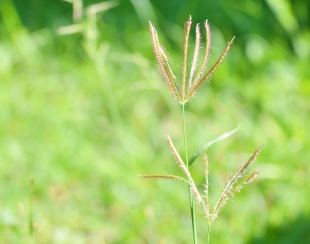 istock Swallend fingergrass on green background 1147981208