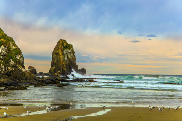 New Zealand. Cannibal Bay on Pacific coast of the South Island. Flock of white cormorants resting in the sand. Wide beach with white sand and blue-green water. The concept of ecological, active and phototourism