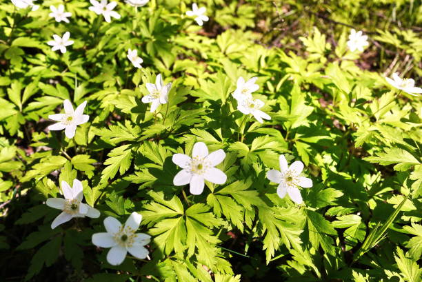 istock White flowers grow in the spring Sunny forest. 1147982215