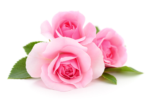 Three beautiful pink roses on a white background.